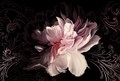 Фотообои Розовый пион на черном фоне AM082 - фото 4859