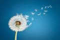 Фотообои Одуванчики на синем фоне AM151 - фото 5580